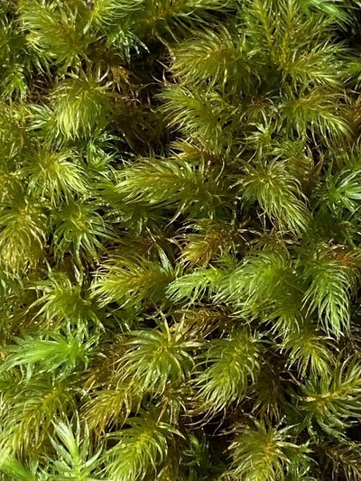 Pyrrhobryum paramattense, photographed by Greg Tasney