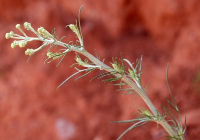 Hymenopappus tenuifolius, photographed by Catherine C. Galley