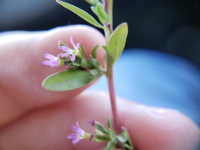 Lythrum tribracteatum, photographed by Mary K. Hanson
