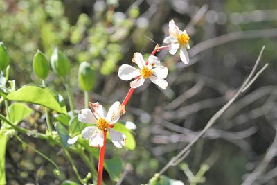 Begonia octopetala, photographed by capacoscar
