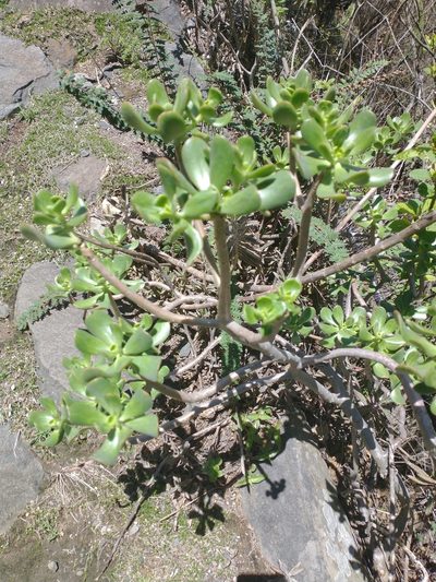 Sedum dendroideum, photographed by Juan Cruzado Cortés