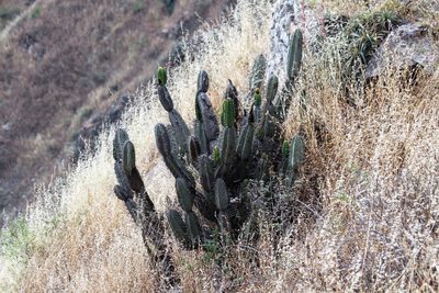 Armatocereus matucanensis, photographed by capacoscar