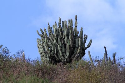 Armatocereus matucanensis, photographed by capacoscar