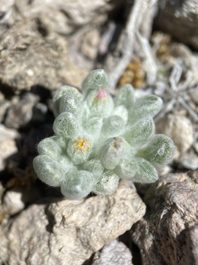 Eatonella nivea, photographed by Matt Berger