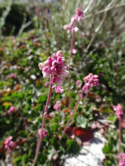 Heuchera elegans, photographed by Heather Dawnstar Sabin