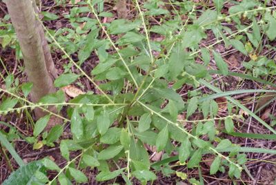 Carpesium abrotanoides, photographed by Colin Meurk