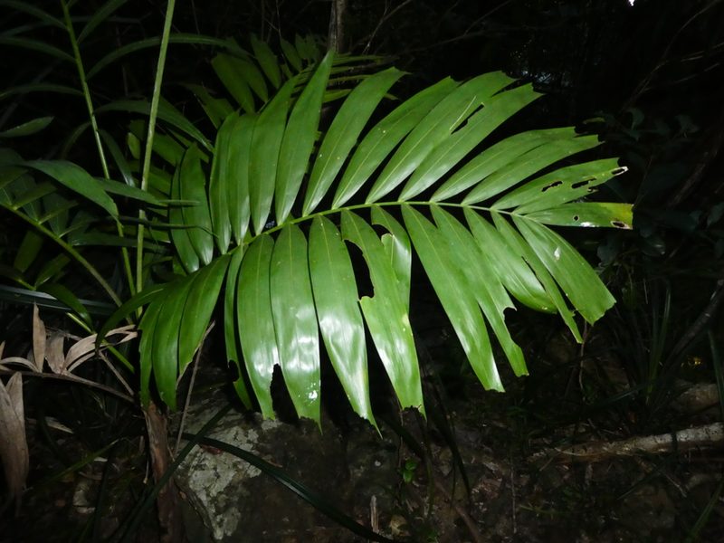 Ptychosperma elegans, photographed by Steve Fitzgerald