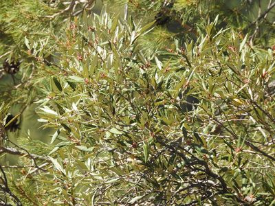 Quercus hypoleucoides, photographed by Rachel Stringham