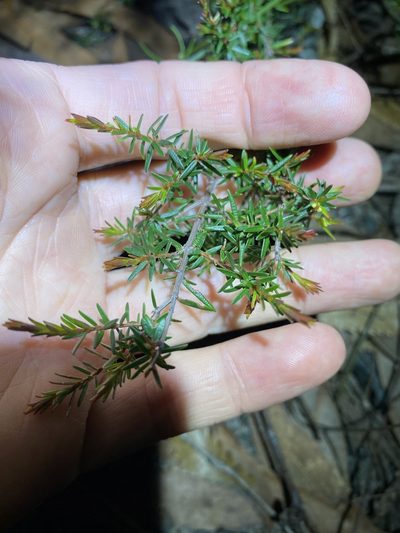 Pseudanthus orientalis, photographed by Greg Tasney