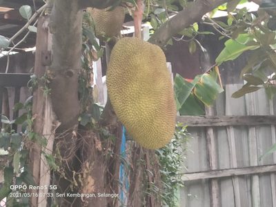 Artocarpus heterophyllus, photographed by Ong Jyh Seng