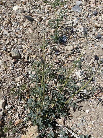 Dalea searlsiae, photographed by Matt Berger