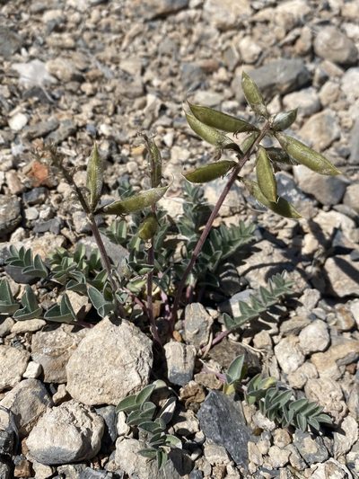 Astragalus minthorniae, photographed by Matt Berger