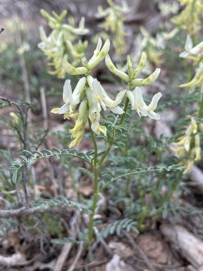 Astragalus scopulorum, photographed by Robbie Hannawacker