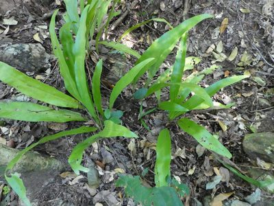 Microsorum punctatum, photographed by Steve Fitzgerald