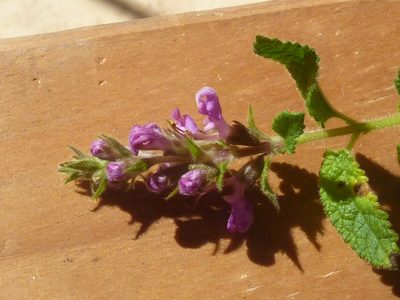 Teucrium argutum, photographed by Tony van Kampen