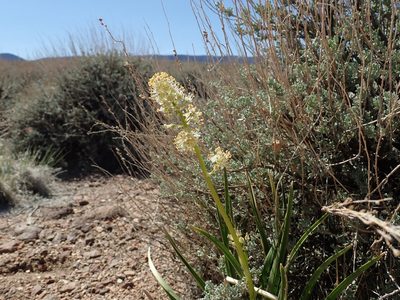 Toxicoscordion paniculatum, photographed by Nolan Exe