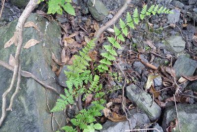 Aleuritopteris chusana, photographed by Colin Meurk