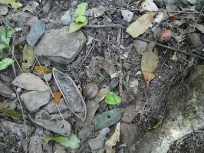 Castanospermum australe, photographed by Steve Fitzgerald