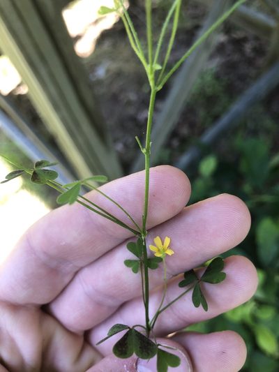 Oxalis florida, photographed by John Kees