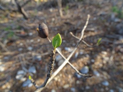 Hintonia octomera, photographed by Alexis López Hernández