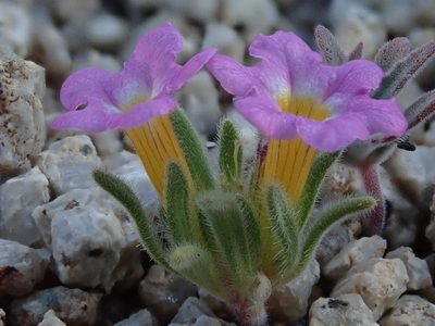 Nama aretioides, photographed by Nolan Exe