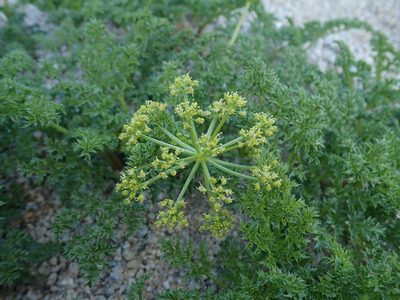 Tauschia parishii, photographed by Nolan Exe