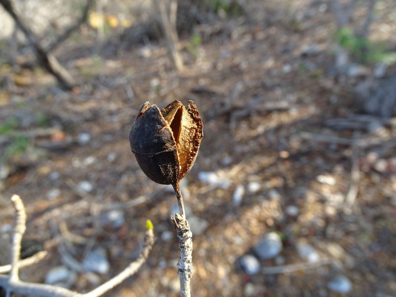 Hintonia octomera, photographed by Alexis López Hernández