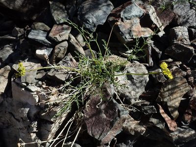 Cymopterus petraeus, photographed by Nolan Exe