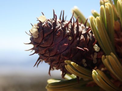 Pinus longaeva, photographed by Nolan Exe