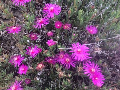 Lampranthus spectabilis, photographed by Alice Shanks