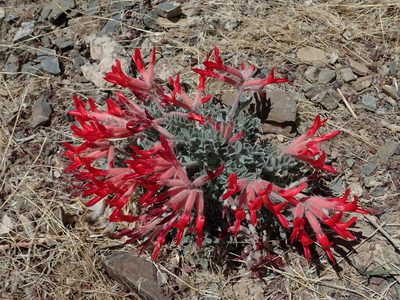 Astragalus coccineus, photographed by Nolan Exe
