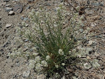 Lepidium fremontii, photographed by Nolan Exe