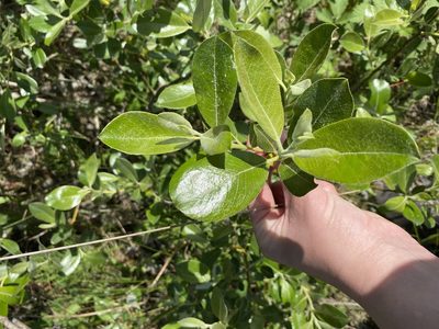 Salix scouleriana, photographed by Allison McCabe