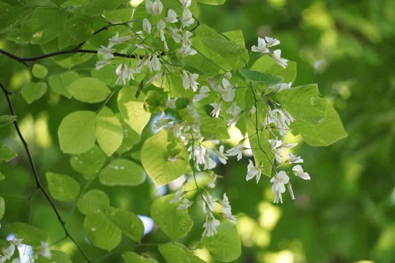Cladrastis kentukea, photographed by Carrie Seltzer