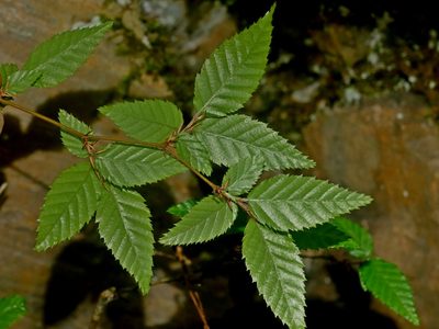 Carpinus kawakamii, photographed by Jacy Chen