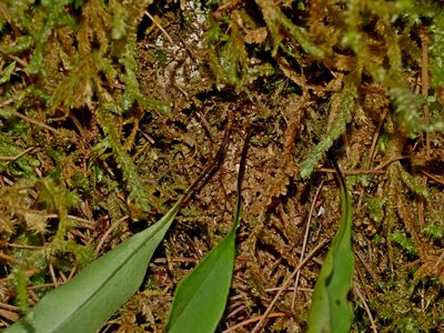 Lepisorus megasorus, photographed by Jacy Chen