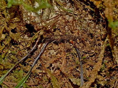Lepisorus megasorus, photographed by Jacy Chen