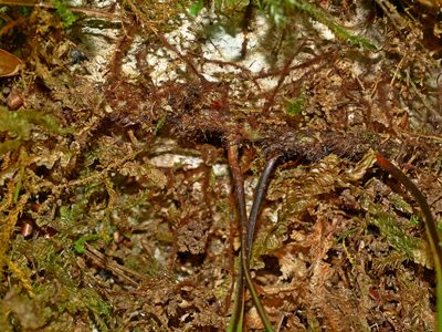 Lepisorus megasorus, photographed by Jacy Chen