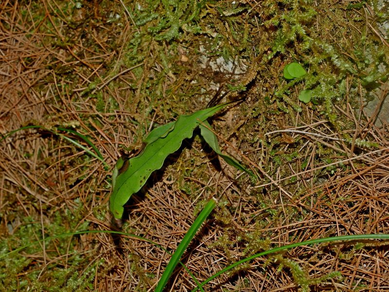 Lepisorus megasorus, photographed by Jacy Chen