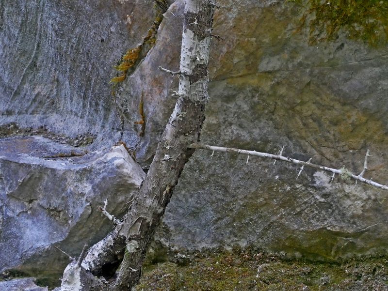 Rhamnus pilushanensis, photographed by Jacy Chen