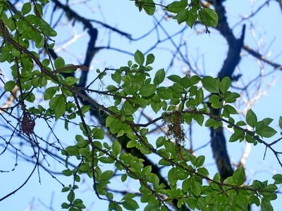 Rhamnus pilushanensis, photographed by Jacy Chen