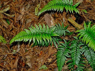 Polystichum luctuosum, photographed by Jacy Chen