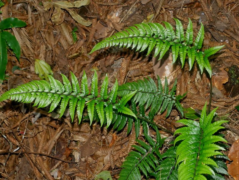 Polystichum luctuosum, photographed by Jacy Chen
