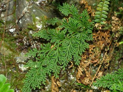 Selaginella involvens, photographed by Jacy Chen