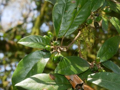 Litsea morrisonensis, photographed by Jacy Chen
