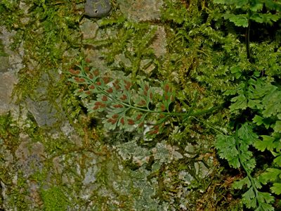 Asplenium laciniatum, photographed by Jacy Chen