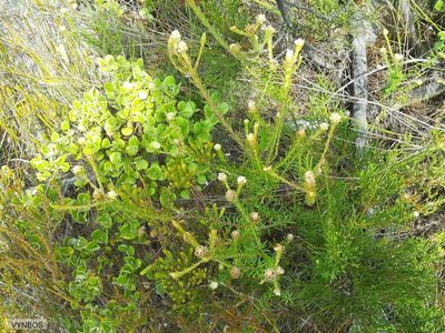 Phylica excelsa, photographed by Chris Vynbos