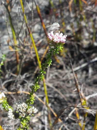 Metalasia tenuis, photographed by Chris Vynbos
