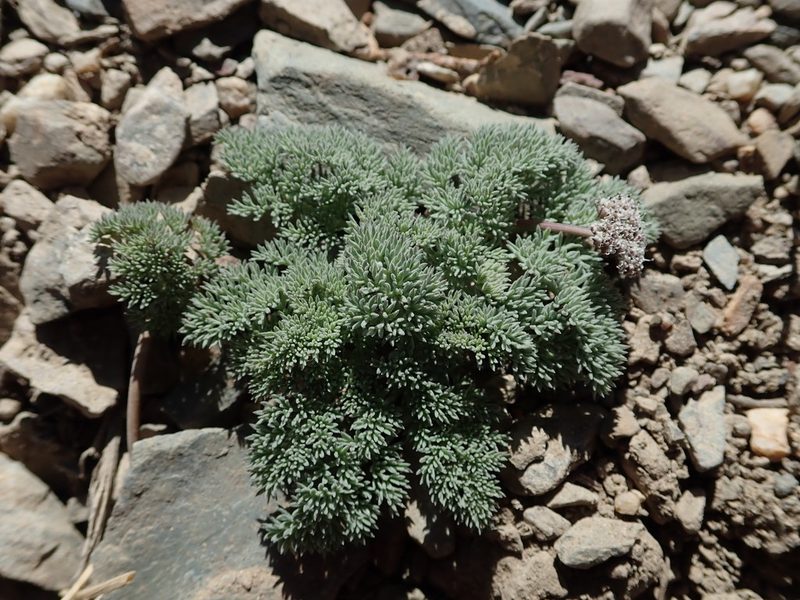 Cymopterus aboriginum, photographed by Nolan Exe