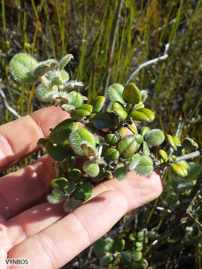 Podalyria orbicularis, photographed by Chris Vynbos